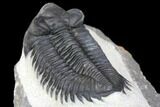 Coltraneia Trilobite Fossil - Huge Faceted Eyes #146572-3